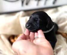 Lab/ golden retriever puppies - Photo 4