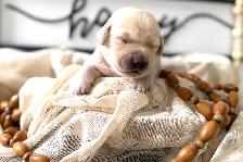 Lab/ golden retriever puppies - Photo 5