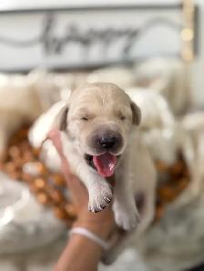 Lab/ golden retriever puppies - Photo 6