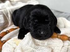 Lab/ golden retriever puppies - Photo 7