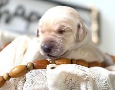Lab/ golden retriever puppies - Photo 8