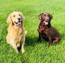 Lab/ golden retriever puppies - Photo 9