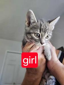 FREE kittens to good homes