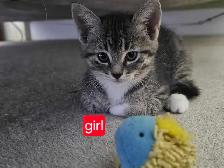 FREE kittens to good homes - Photo 2