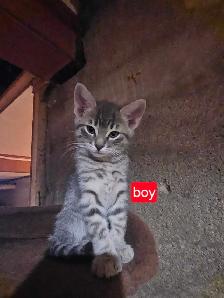 FREE kittens to good homes - Photo 3