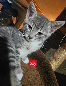 FREE kittens to good homes - Photo 4