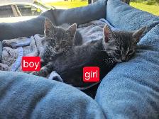 FREE kittens to good homes - Photo 5