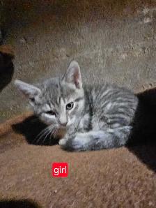 FREE kittens to good homes - Photo 6