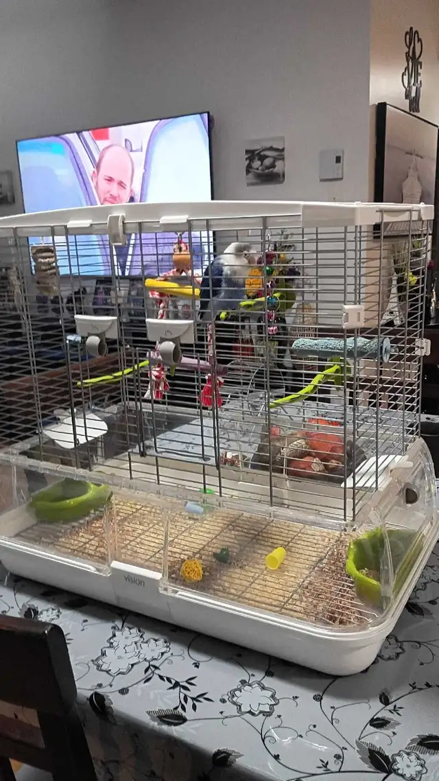 inséparable et cage à vendre