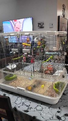 inséparable et cage à vendre