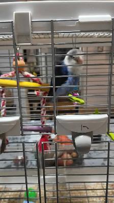 inséparable et cage à vendre - Photo 3