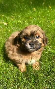 Very Cute and Small Shih-Poo Puppies - 2 Male & 3 Females