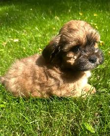 Very Cute and Small Shih-Poo Puppies - 2 Male & 3 Females - Photo 2