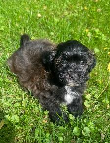 Very Cute and Small Shih-Poo Puppies - 2 Male & 3 Females - Photo 3