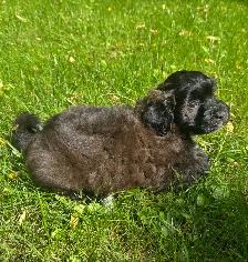 Very Cute and Small Shih-Poo Puppies - 2 Male & 3 Females - Photo 4