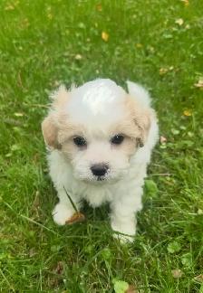 Very Cute and Small Shih-Poo Puppies - 2 Male & 3 Females - Photo 5