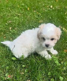 Very Cute and Small Shih-Poo Puppies - 2 Male & 3 Females - Photo 6