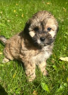 Very Cute and Small Shih-Poo Puppies - 2 Male & 3 Females - Photo 7