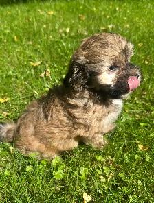 Very Cute and Small Shih-Poo Puppies - 2 Male & 3 Females - Photo 8
