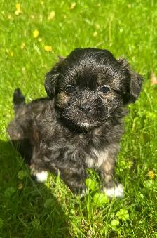 Very Cute and Small Shih-Poo Puppies - 2 Male & 3 Females - Photo 9