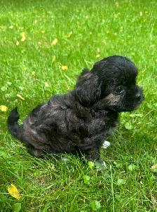 Very Cute and Small Shih-Poo Puppies - 2 Male & 3 Females - Photo 10