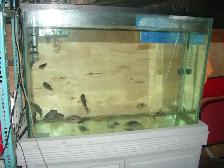 MOVING SALE 45 GALLON  AQUARIUMAND 15 TEXAS FISH INCLUDED $200