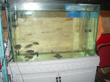 MOVING SALE 45 GALLON  AQUARIUMAND 15 TEXAS FISH INCLUDED $200 - Photo 2