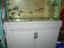 MOVING SALE 45 GALLON  AQUARIUMAND 15 TEXAS FISH INCLUDED $200 - Photo 3