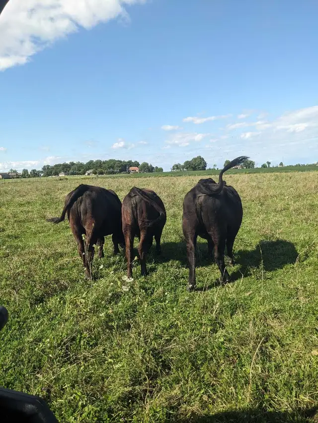 Angus/Simmental heifers