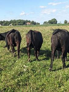 Angus/Simmental heifers - Photo 2