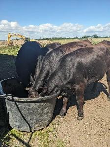 Angus/Simmental heifers - Photo 3