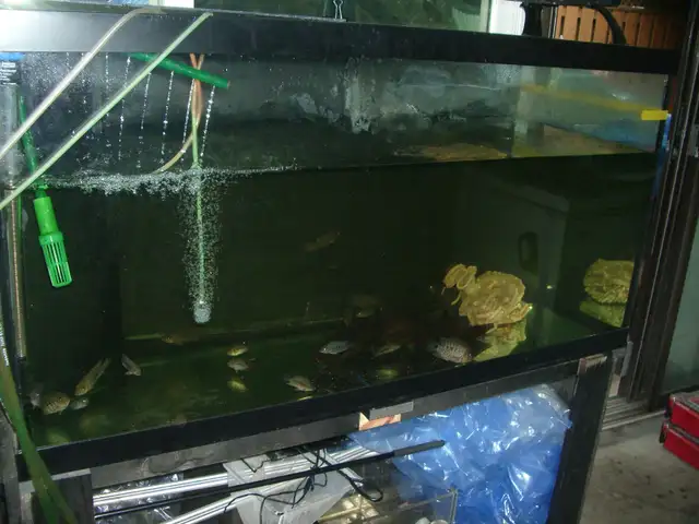 MOVING SALE 90 GALLON TANK WITH OVER FLOW BOX $75