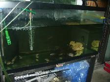 MOVING SALE 90 GALLON TANK WITH OVER FLOW BOX $75