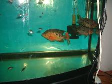 MOVING SALE 3 LARGE TEXAS FISH $100, BIG FILTER $80