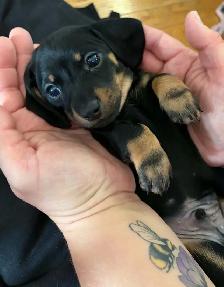 Miniature Dachshund Puppies - Photo 2