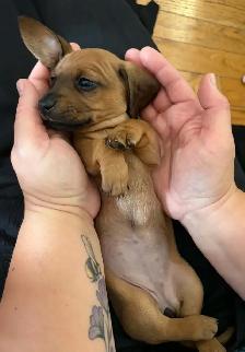 Miniature Dachshund Puppies - Photo 3