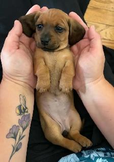 Miniature Dachshund Puppies - Photo 4