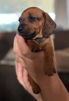 Miniature Dachshund Puppies - Photo 5