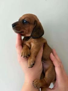 Miniature Dachshund Puppies - Photo 6