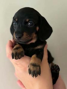 Miniature Dachshund Puppies - Photo 7