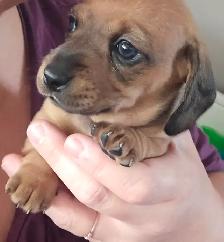 Miniature Dachshund Puppies - Photo 8