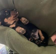 Miniature Dachshund Puppies - Photo 9