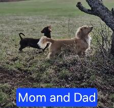 Miniature Dachshund Puppies - Photo 10