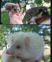 September SALE! ❤️Friendly, sweet baby hedgehogs to adopt