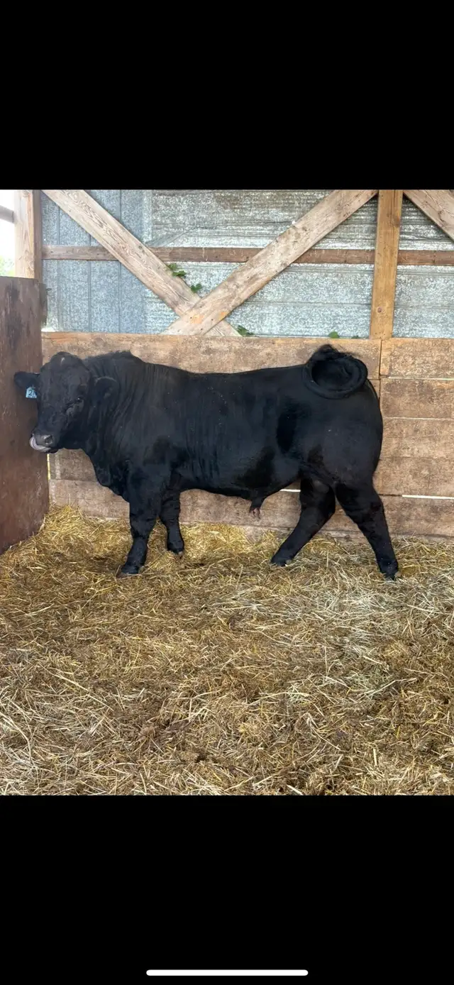 Limousin Bull