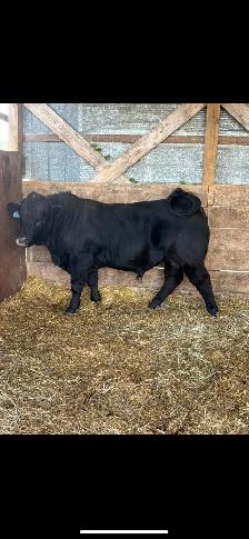 Limousin Bull