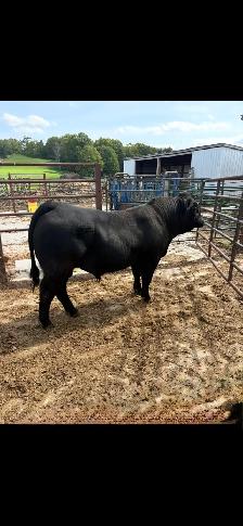 Limousin Bull - Photo 2