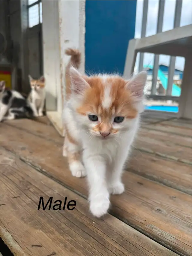 6 Beautiful Tame Kittens