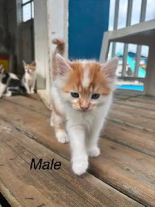 6 Beautiful Tame Kittens