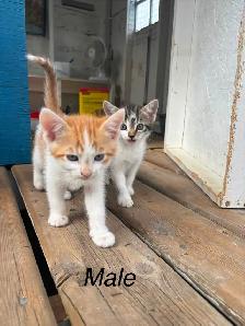6 Beautiful Tame Kittens - Photo 2